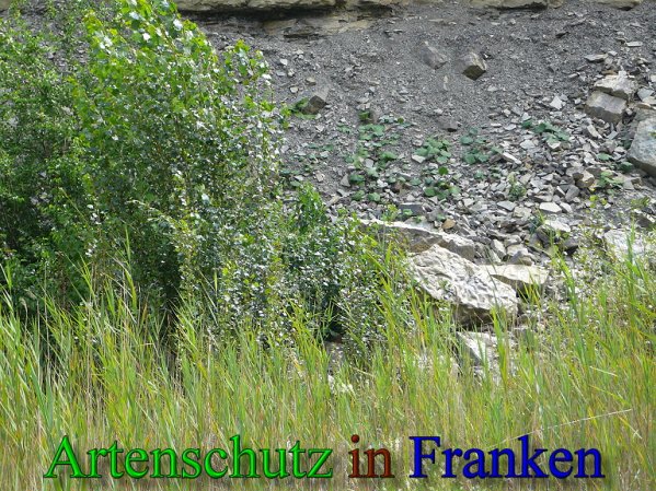 Copyright AiS Frederik Drenkhard Bild zum Eintrag (41808-160)