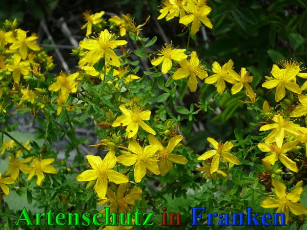 Copyright AiS Frederik Drenkhard Bild zum Eintrag (41815-160)