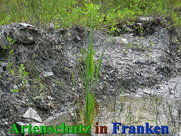 Copyright AiS Frederik Drenkhard Bild zum Eintrag (41818-160)