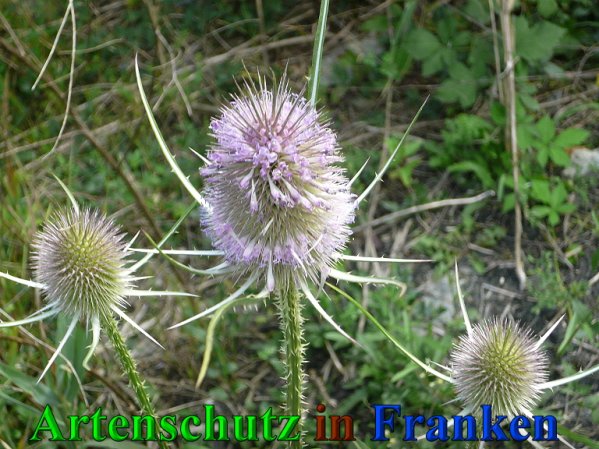 Copyright AiS Frederik Drenkhard Bild zum Eintrag (41829-160)