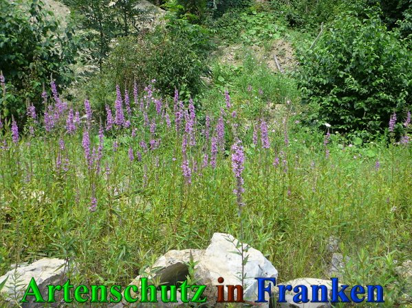 Copyright AiS Frederik Drenkhard Bild zum Eintrag (41830-160)