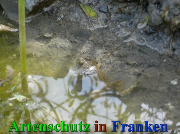 Copyright AiS Frederik Drenkhard Bild zum Eintrag (41831-160)