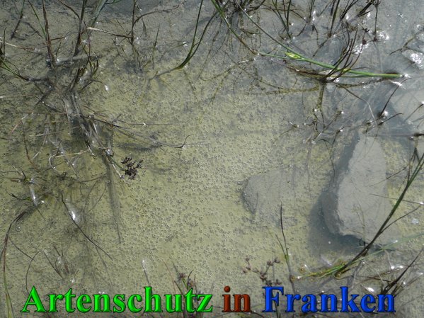 Copyright AiS Frederik Drenkhard Bild zum Eintrag (41832-160)