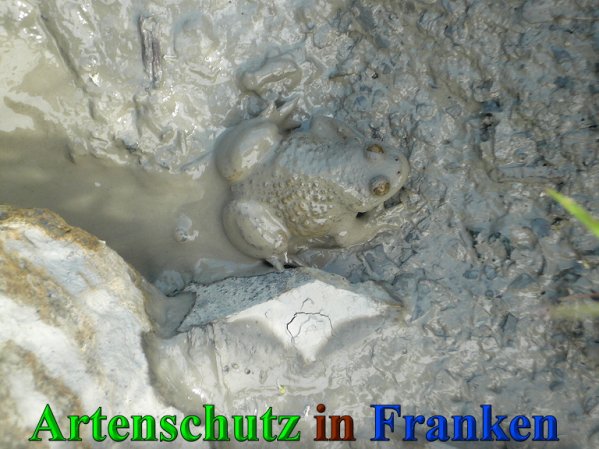 Copyright AiS Frederik Drenkhard Bild zum Eintrag (41833-160)