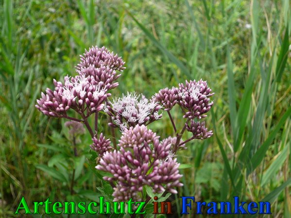 Copyright AiS Frederik Drenkhard Bild zum Eintrag (41835-160)
