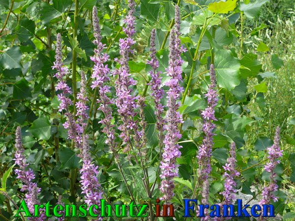 Copyright AiS Frederik Drenkhard Bild zum Eintrag (41841-160)