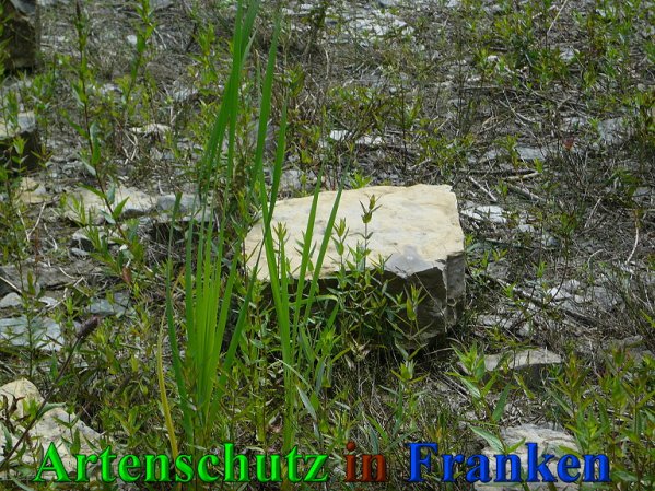 Copyright AiS Frederik Drenkhard Bild zum Eintrag (41842-160)