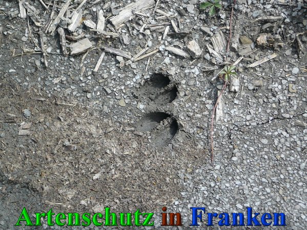 Copyright AiS Frederik Drenkhard Bild zum Eintrag (41843-160)