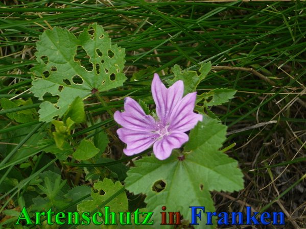 Copyright AiS Frederik Drenkhard Bild zum Eintrag (41847-160)