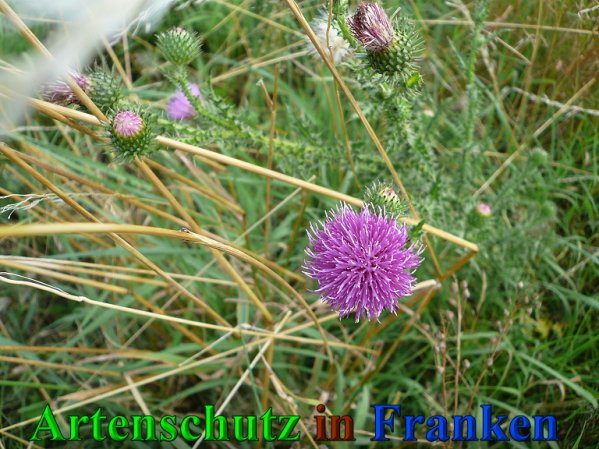 Copyright AiS Frederik Drenkhard Bild zum Eintrag (41855-160)