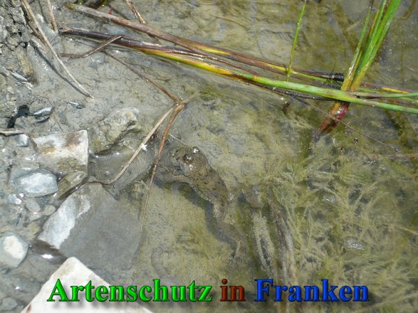 Copyright AiS Frederik Drenkhard Bild zum Eintrag (41859-160)