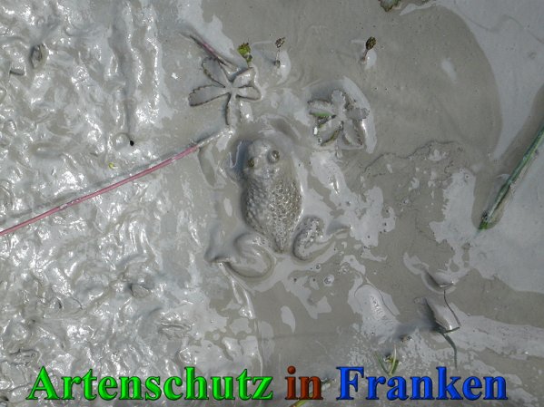 Copyright AiS Frederik Drenkhard Bild zum Eintrag (41864-160)