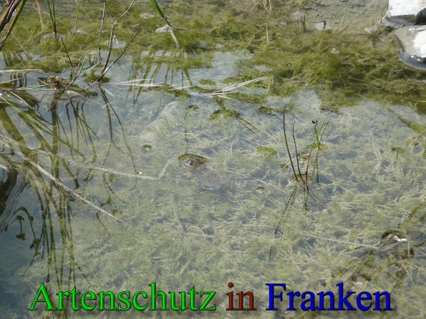 Copyright AiS Frederik Drenkhard Bild zum Eintrag (41865-160)