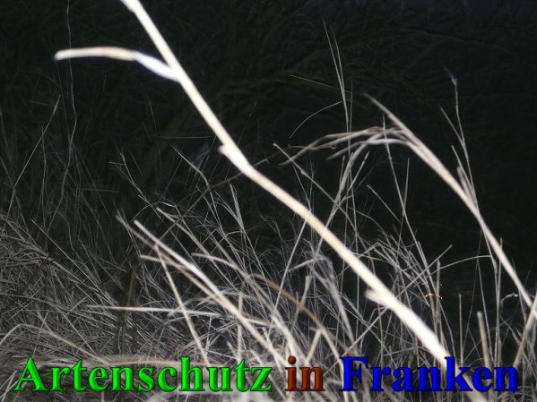 Copyright AiS Frederik Drenkhard Bild zum Eintrag (41888-160)