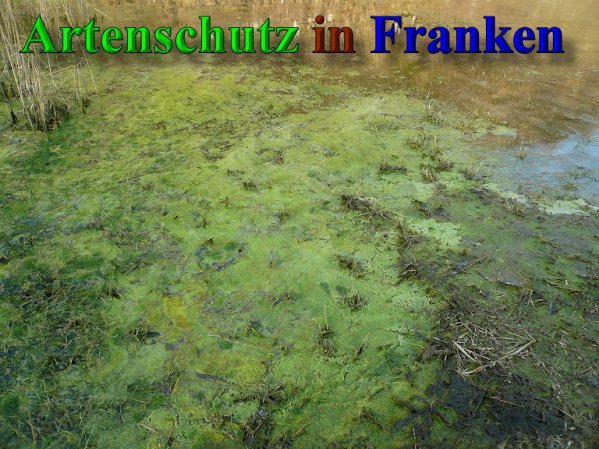 Copyright AiS Frederik Drenkhard Bild zum Eintrag (41922-160)