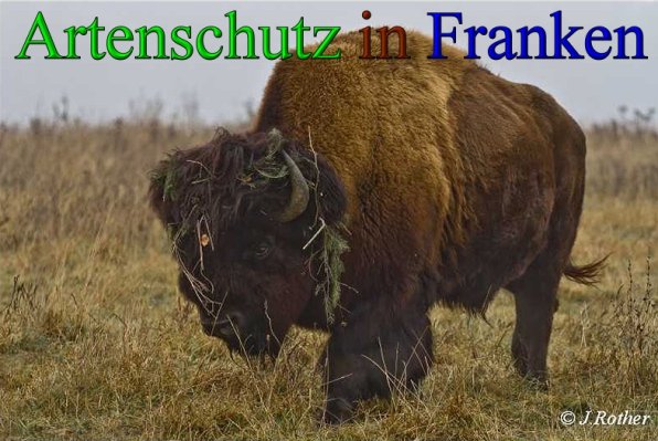 Copyright AiS-Johannes Rother Bild zum Eintrag (42677-160)