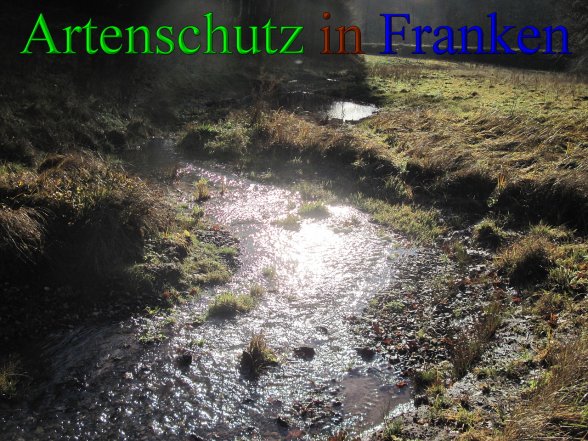 Bild zum Eintrag (42895-160)