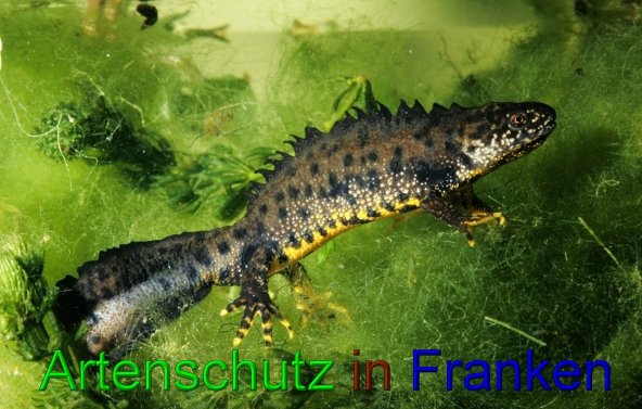 Bild zum Eintrag (43138-160)