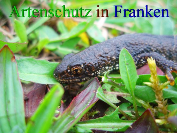 Bild zum Eintrag (43143-160)