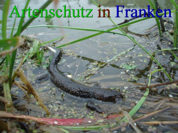 Bild zum Eintrag (43144-160)