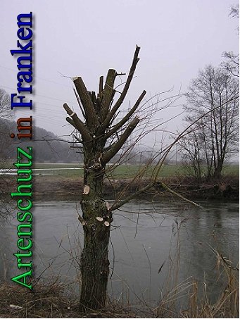 Copyright AiS - Kunze Bild zum Eintrag (43774-160)
