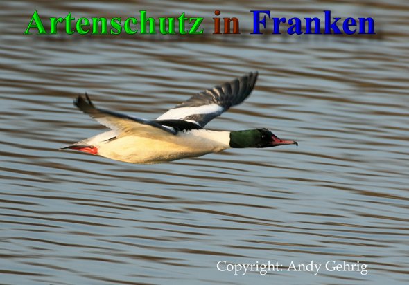 Copyright AiS - Andy Gehrig Bild zum Eintrag (44107-160)