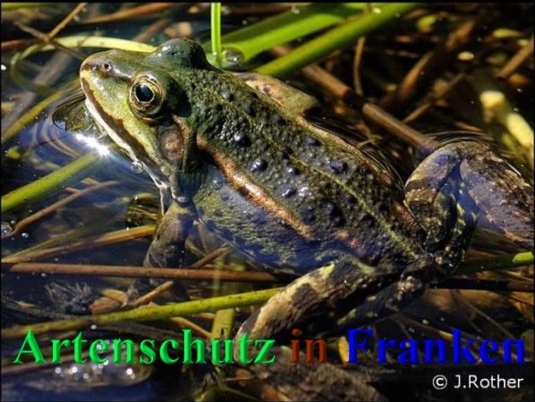 Copyright AiS-Johannes Rother Bild zum Eintrag (44400-160)