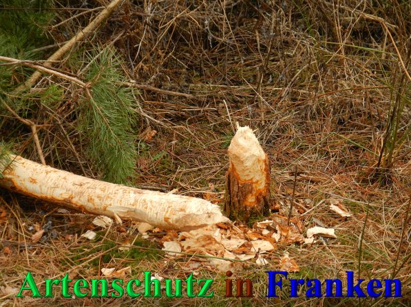 Bild zum Eintrag (44510-160)