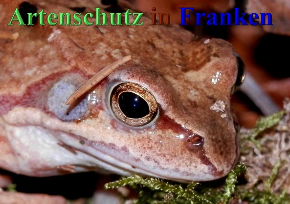 Copyright AiS- Albert Meier Bild zum Eintrag (44717-160)