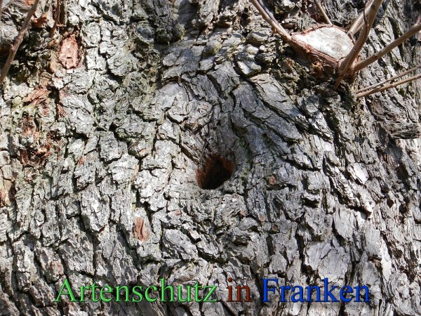 Copyright AiS - Mitterhuber Bild zum Eintrag (44811-160)
