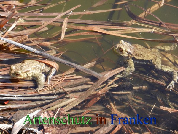 Copyright AiS - Mitterhuber Bild zum Eintrag (44837-160)