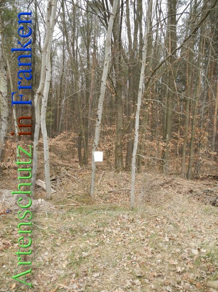 Copyright AiS - Wolf Bild zum Eintrag (45097-160)