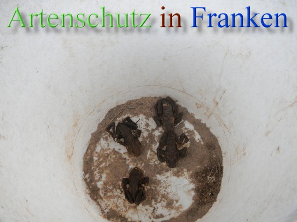 Copyright AiS - Wolf Bild zum Eintrag (45100-160)