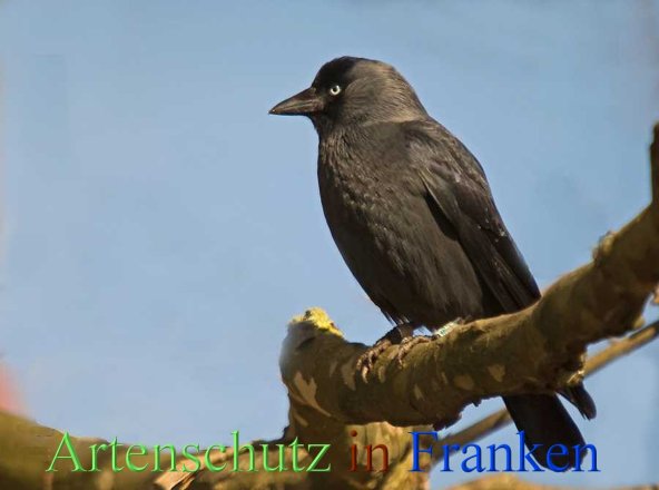 Copyright AiS-Klaus Sanwald Bild zum Eintrag (45168-160)
