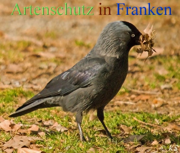 Copyright AiS-Klaus Sanwald Bild zum Eintrag (45169-160)