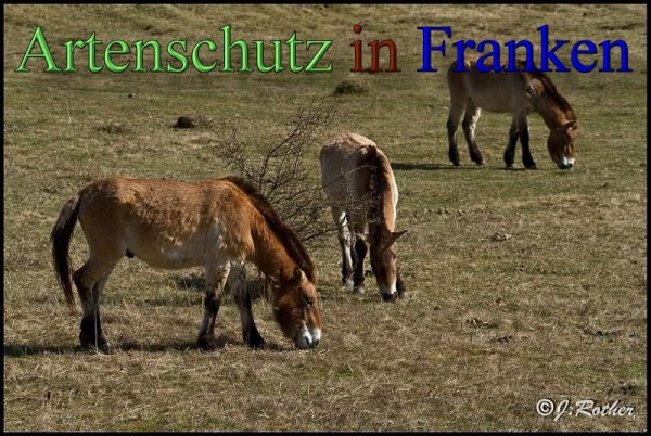 Copyright AiS-Johannes Rother Bild zum Eintrag (45332-160)