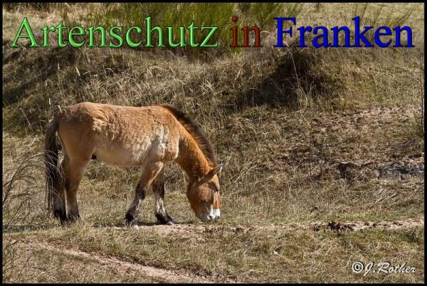 Copyright AiS-Johannes Rother Bild zum Eintrag (45333-160)