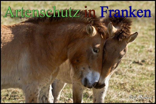 Copyright AiS-Johannes Rother Bild zum Eintrag (45334-160)