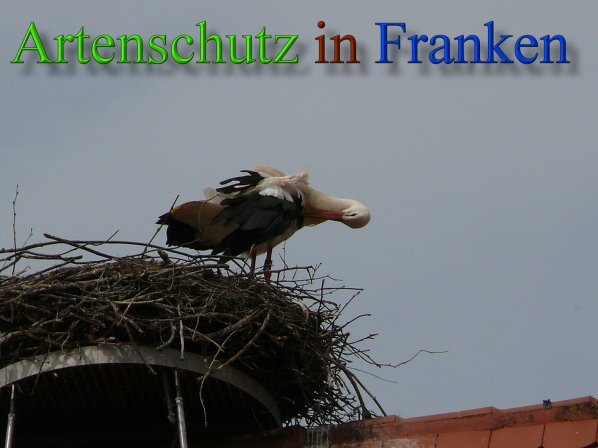 Bild zum Eintrag (45574-160)