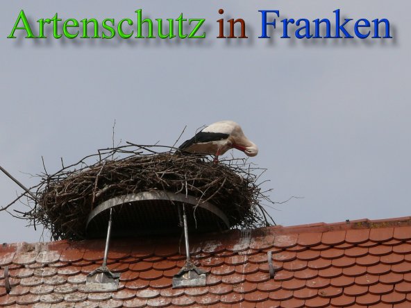 Copyright AiS Löffler Bild zum Eintrag (45577-160)