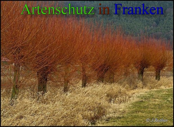 Copyright AiS-Johannes Rother Bild zum Eintrag (45676-160)