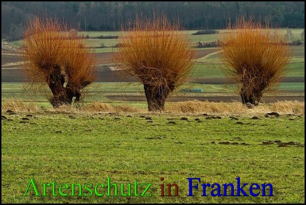 Copyright AiS-Johannes Rother Bild zum Eintrag (45679-160)