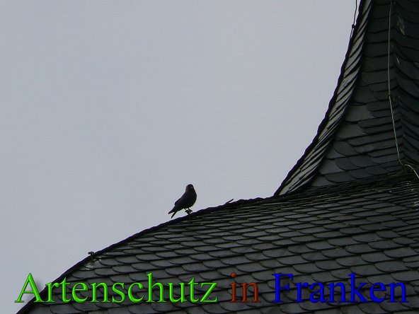 Copyright AiS - Bräutigam Bild zum Eintrag (45715-160)