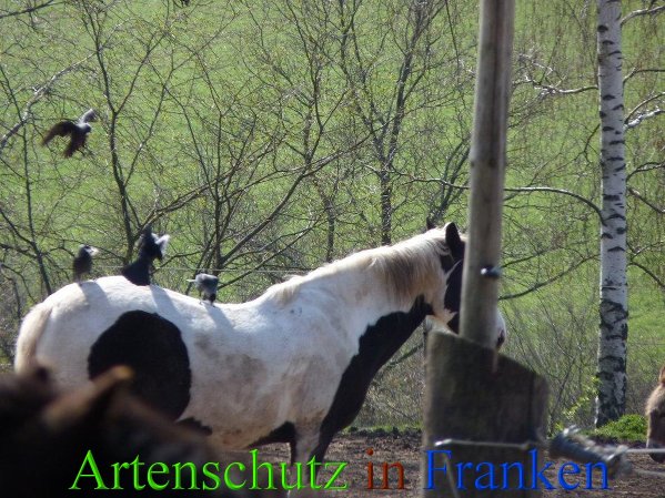 Copyright AiS - Hofmann Bild zum Eintrag (45785-160)