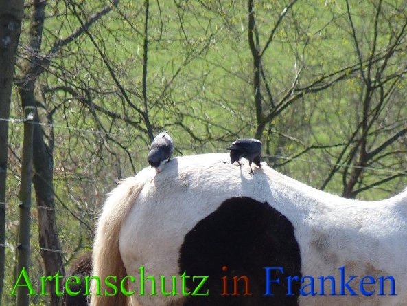 Copyright AiS - Hofmann Bild zum Eintrag (45786-160)