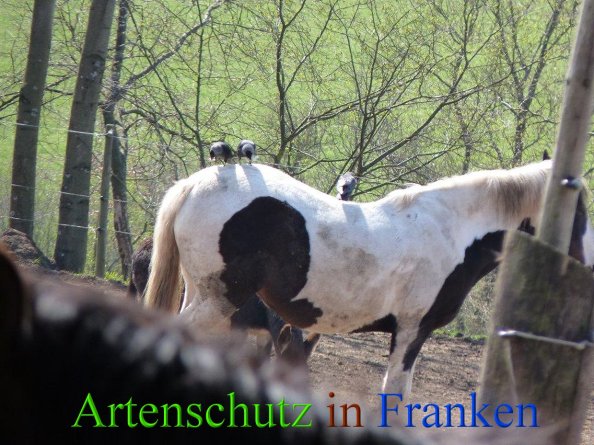 Copyright AiS -Hofmann Bild zum Eintrag (45787-160)
