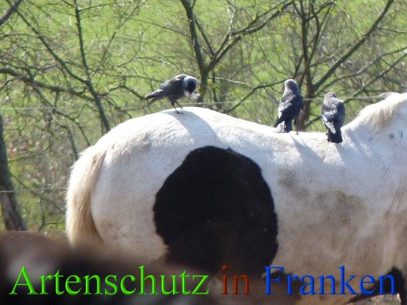 Copyright AiS - Hofmann Bild zum Eintrag (45788-160)