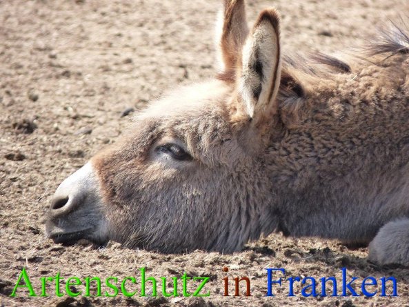 Copyright AiS - Hofmann Bild zum Eintrag (45789-160)