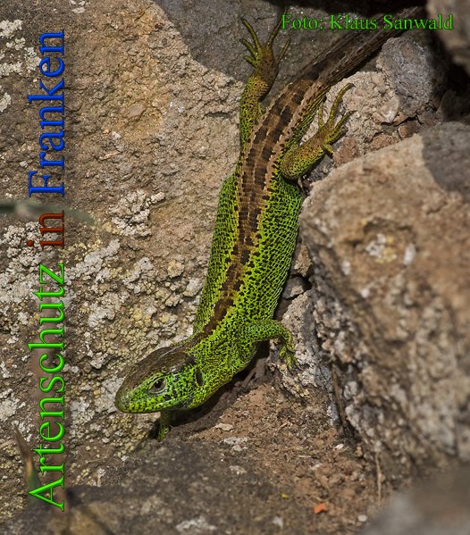 Copyright AiS - Klaus Sanwald Bild zum Eintrag (45871-160)