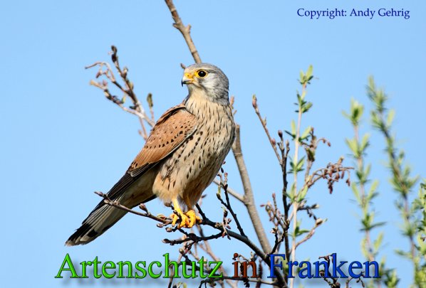 Copyright AiS - Andy Gehrig Bild zum Eintrag (45875-160)